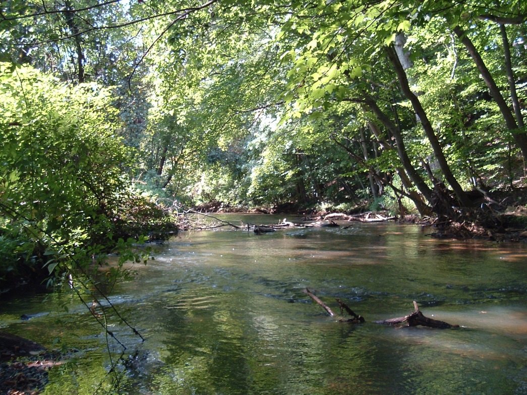 A Georgia stream with intact tree canopy and fully vegetated banks on both sides, from GSWCC Level 1A training materials